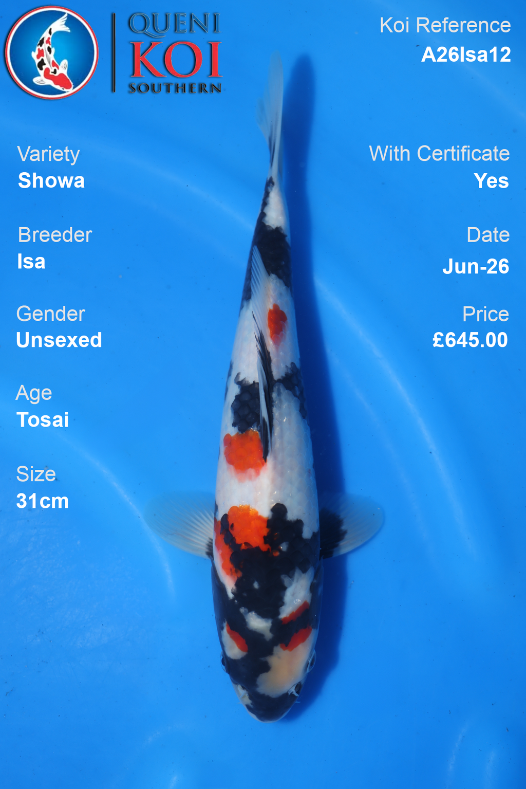 Showa -A26Isa12 31cm Unsexed Tosai by Isa