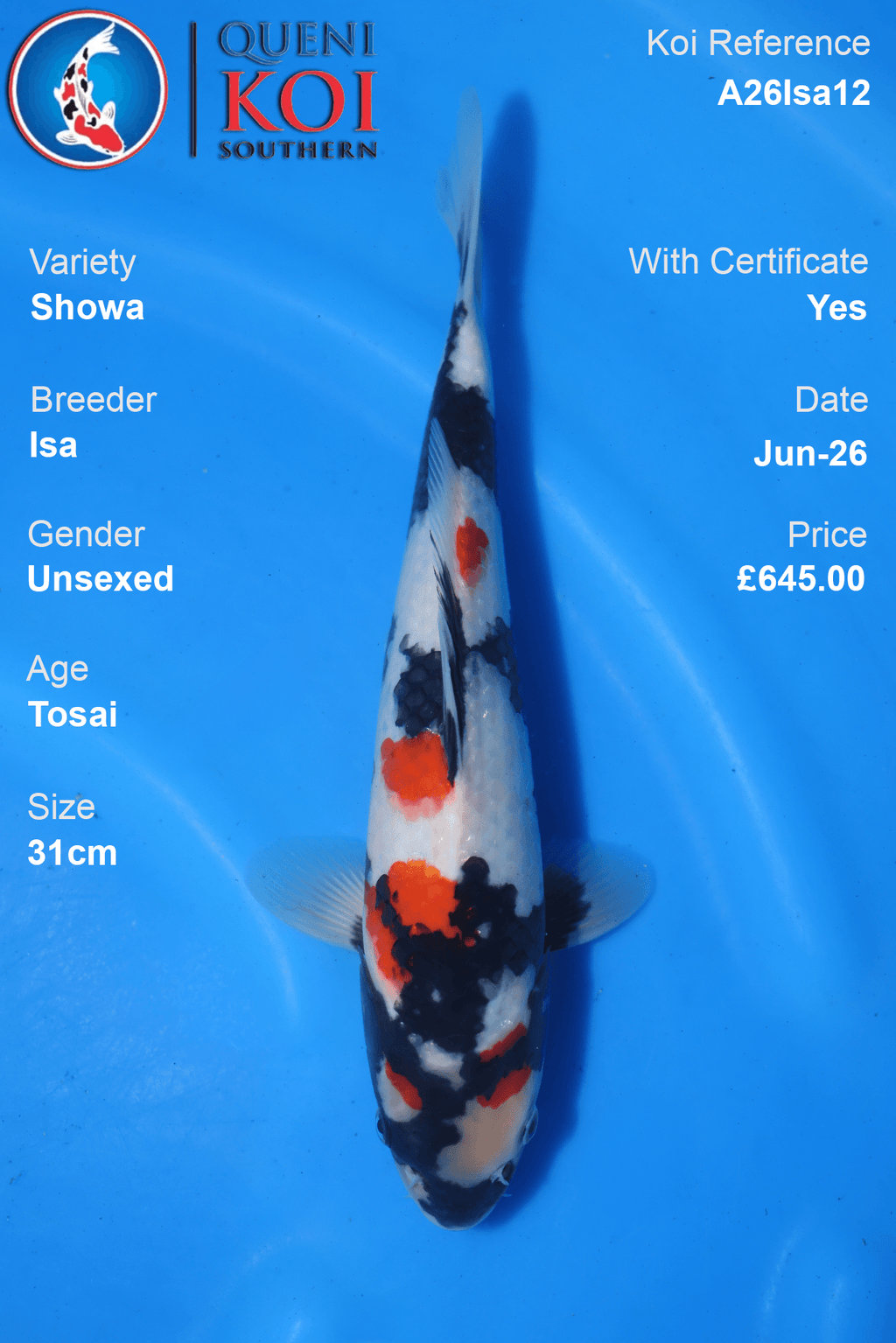 Showa -A26Isa12 31cm Unsexed Tosai by Isa