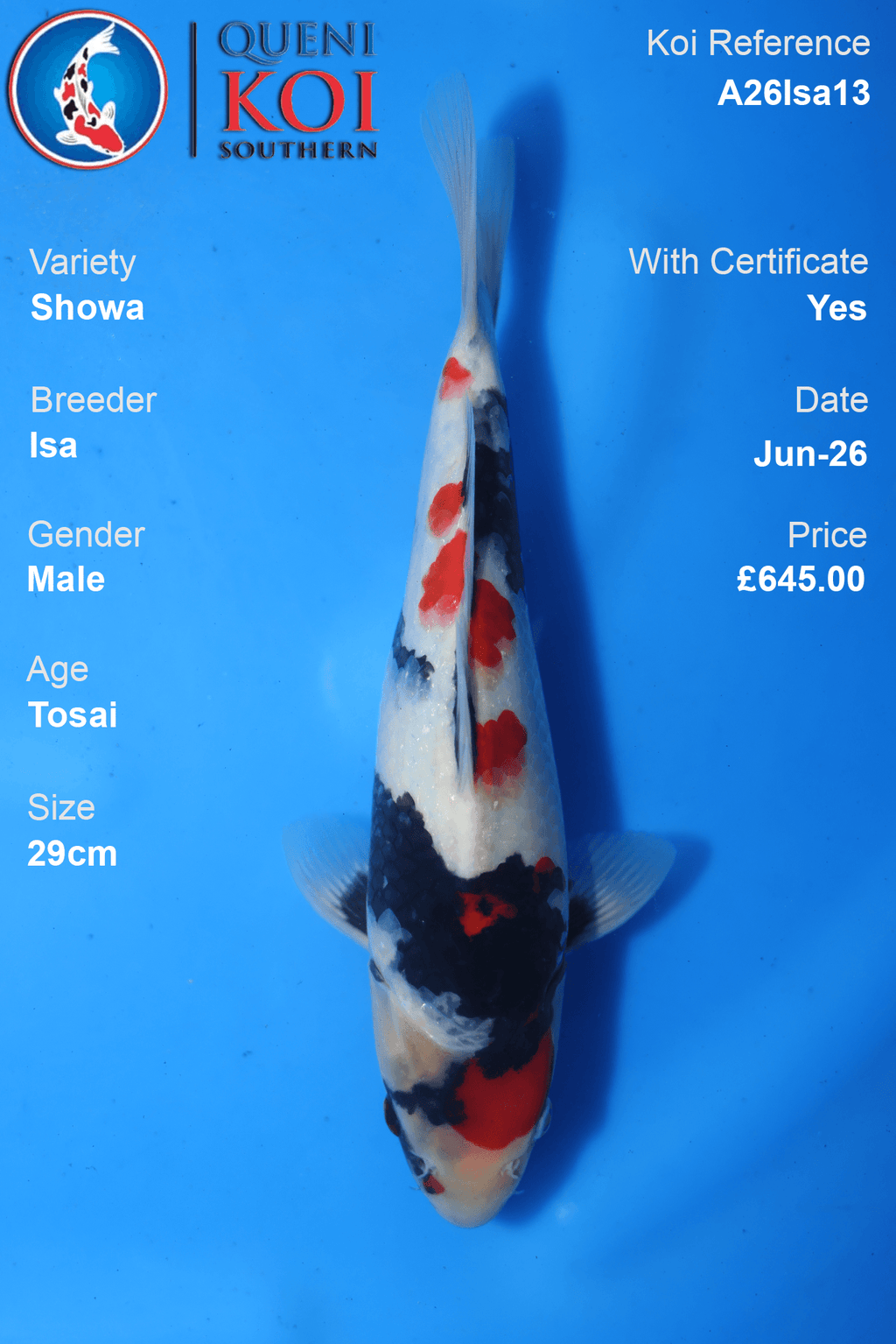 Showa -A26Isa13 29cm Male Tosai by Isa