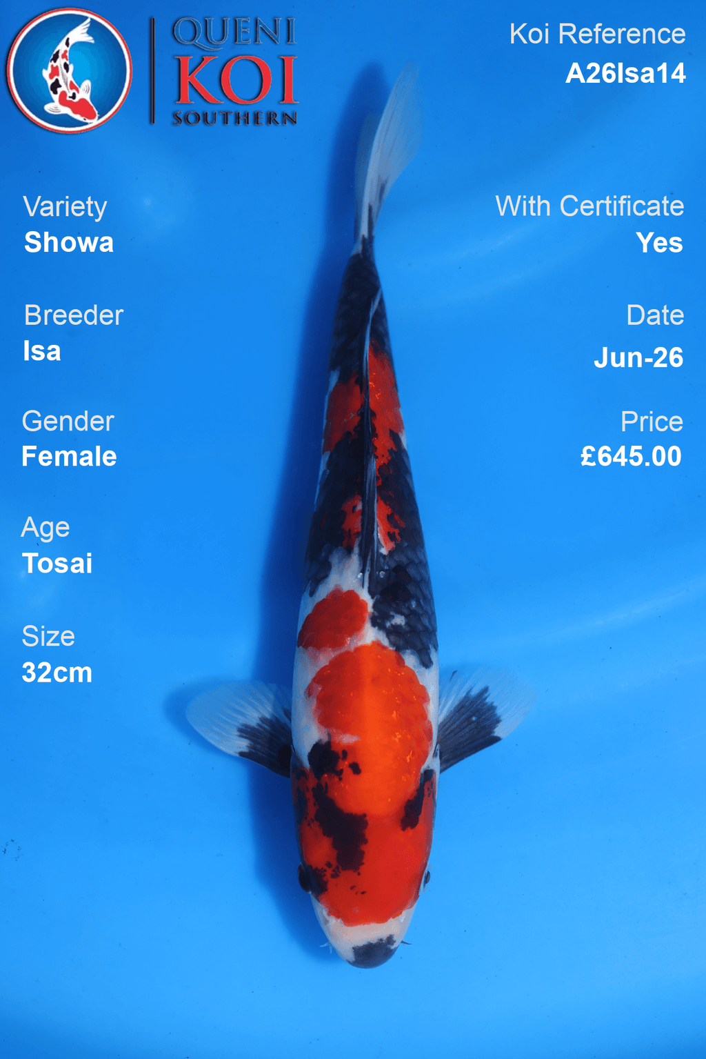 Showa -A26Isa14 32cm Female Tosai by Isa