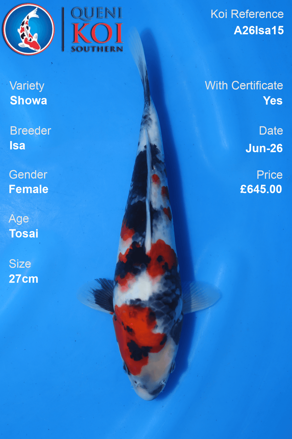 Showa -A26Isa15 27cm Female Tosai by Isa