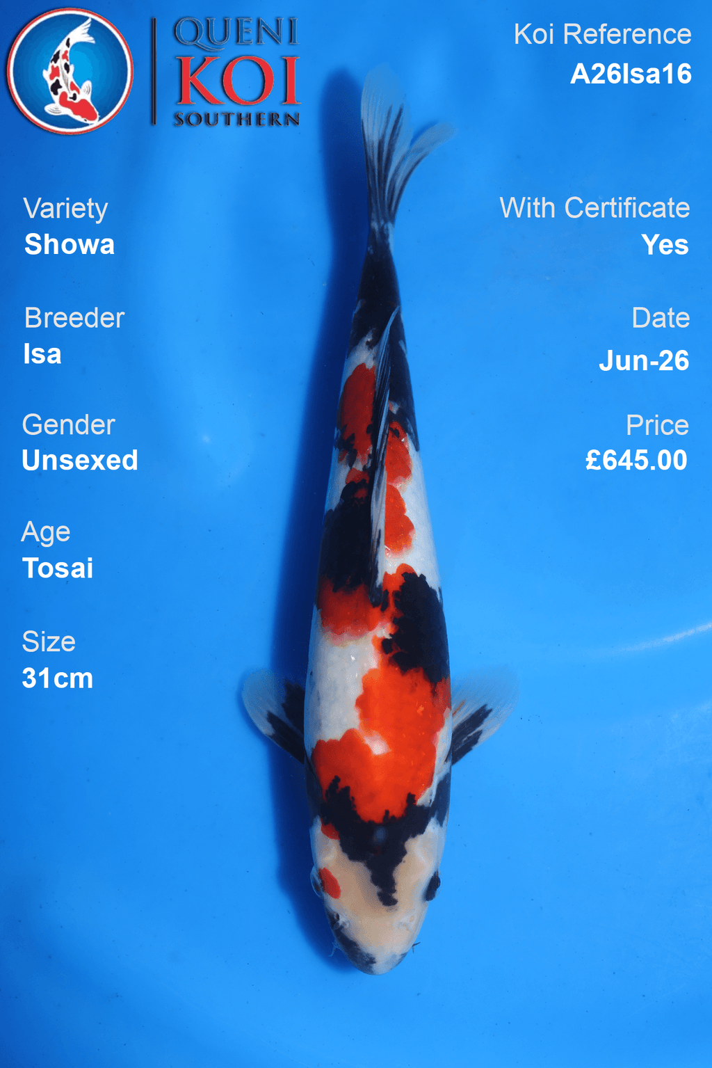 Showa -A26Isa16 31cm Unsexed Tosai by Isa