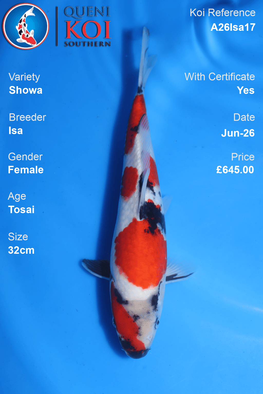 Showa -A26Isa17 32cm Female Tosai by Isa