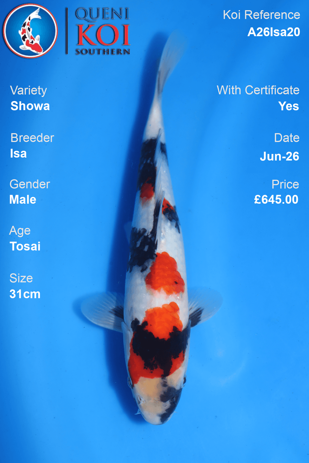 Showa -A26Isa20 31cm Male Tosai by Isa
