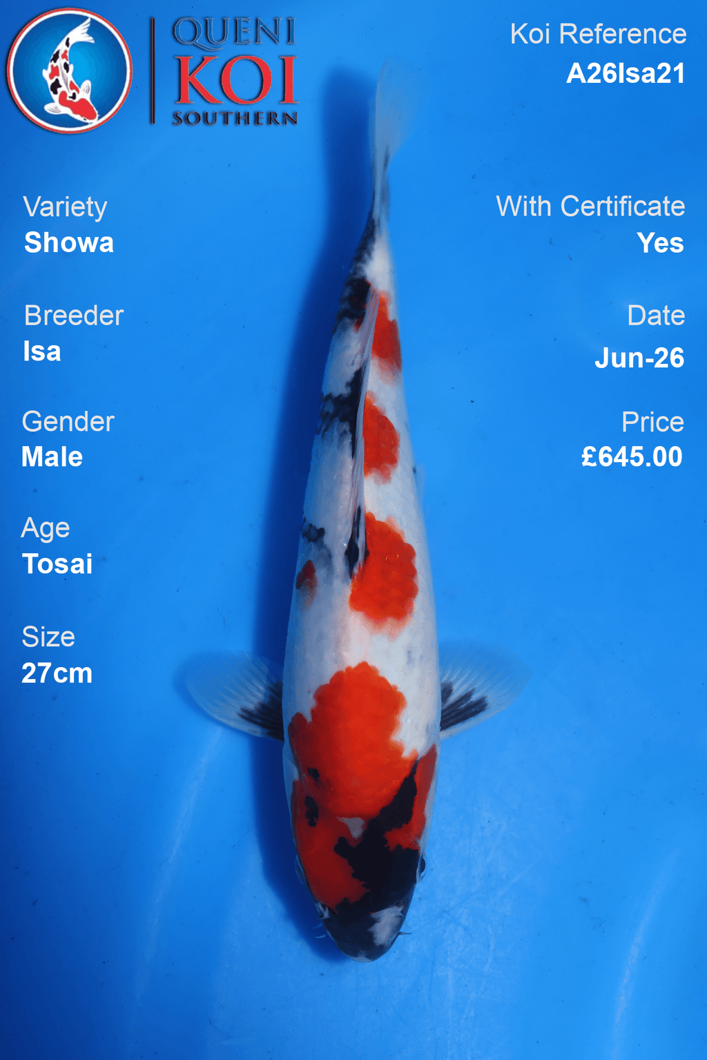 Showa -A26Isa21 27cm Male Tosai by Isa