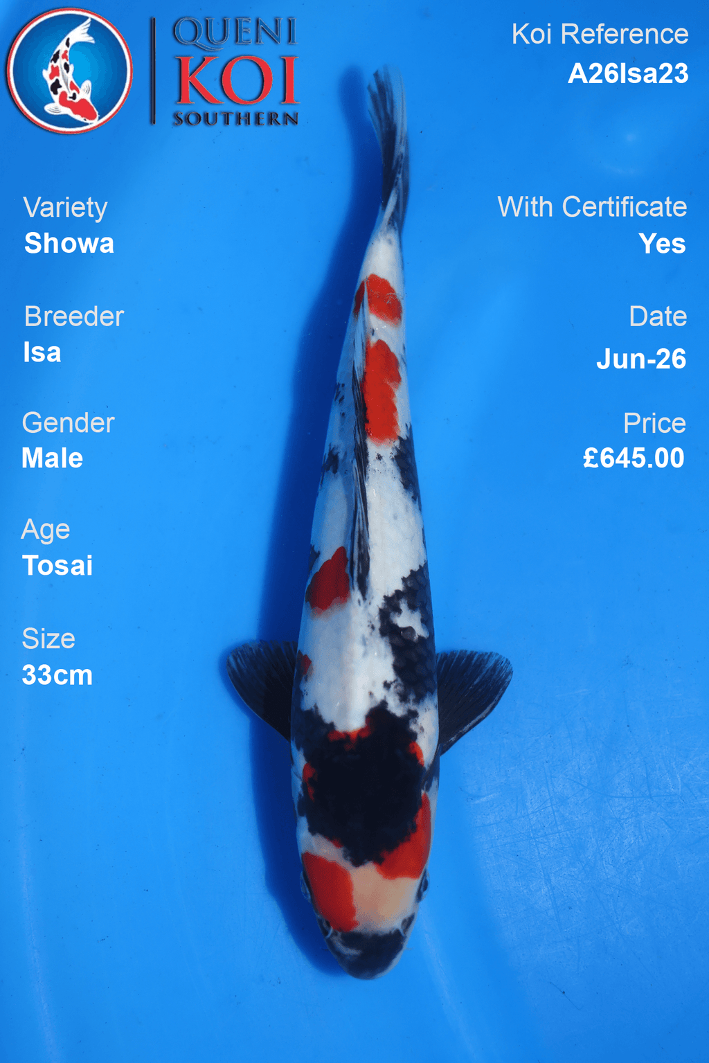 Showa -A26Isa23 33cm Male Tosai by Isa