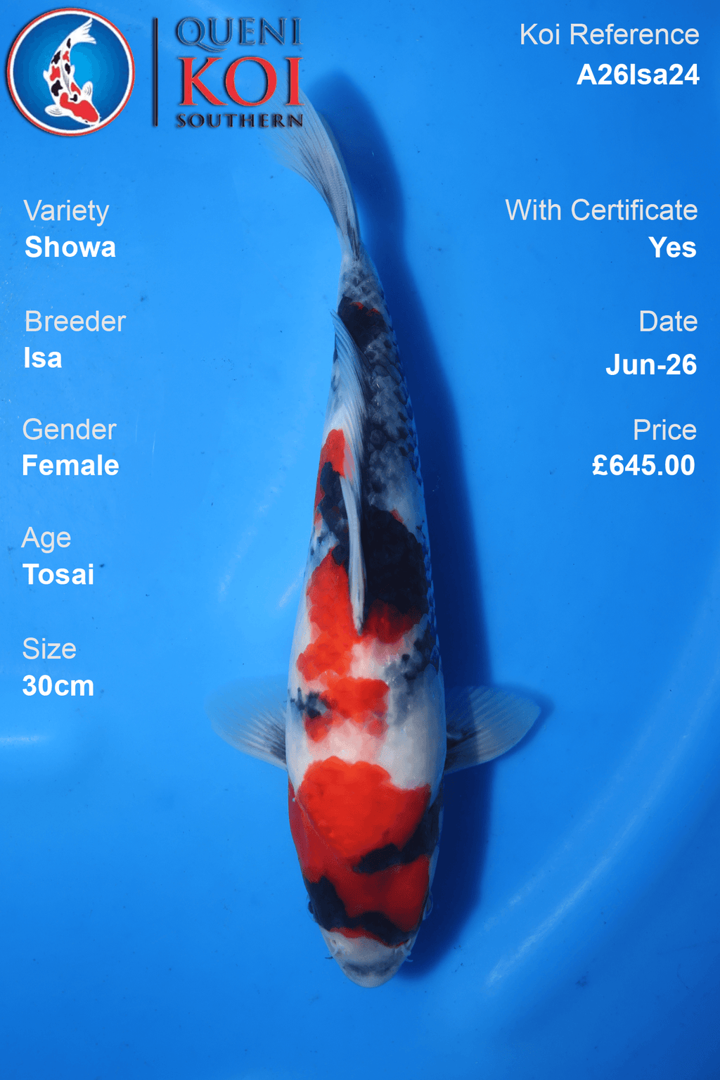 Showa -A26Isa24 30cm Female Tosai by Isa