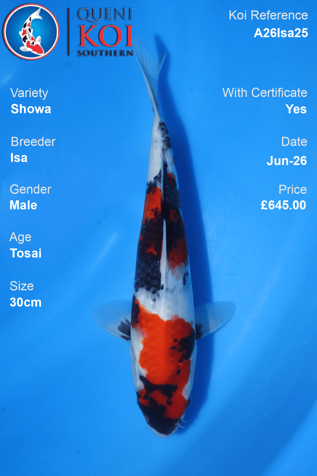 Showa -A26Isa25 30cm Male Tosai by Isa