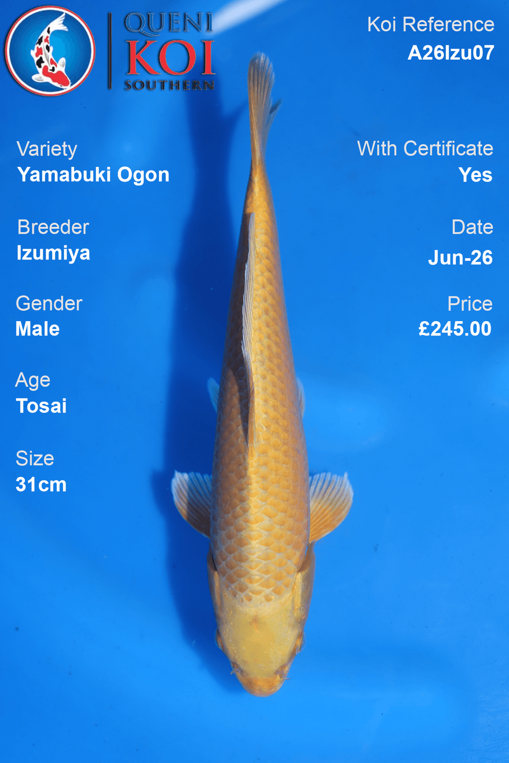 Yamabuki Ogon -A26Izu07 31cm Male Tosai by Izumiya