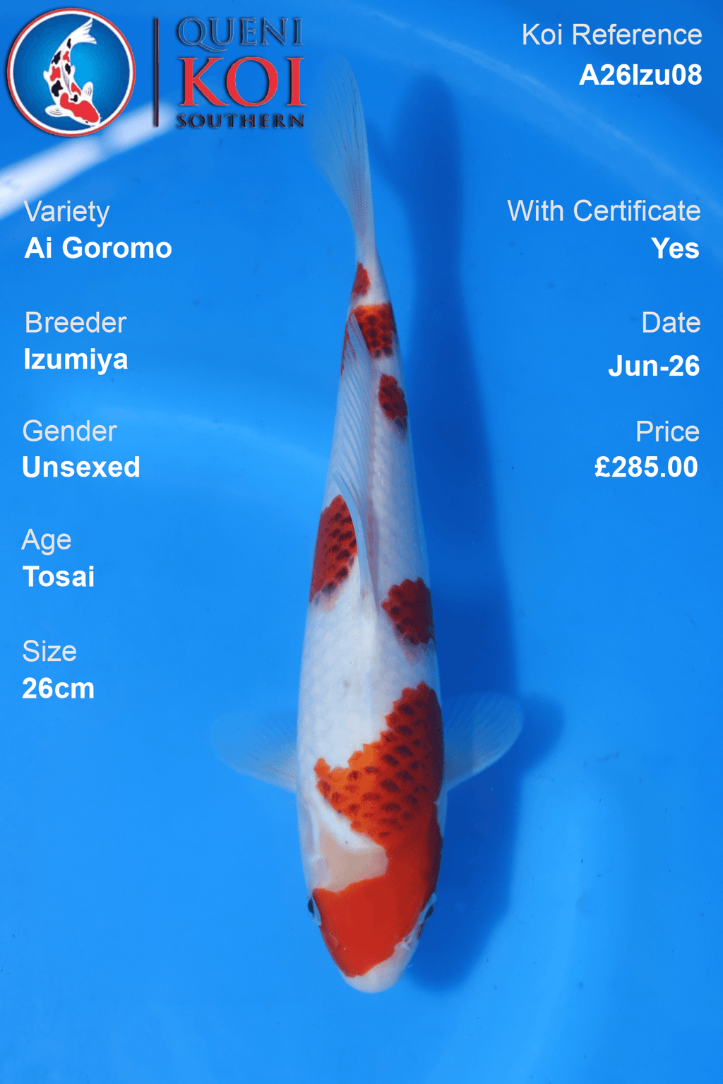Ai Goromo -A26Izu08 26cm Unsexed Tosai by Izumiya