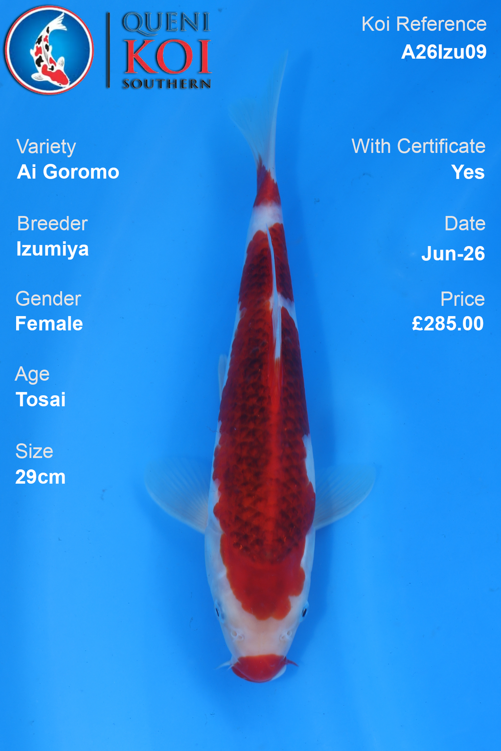 Ai Goromo -A26Izu09 29cm Female Tosai by Izumiya