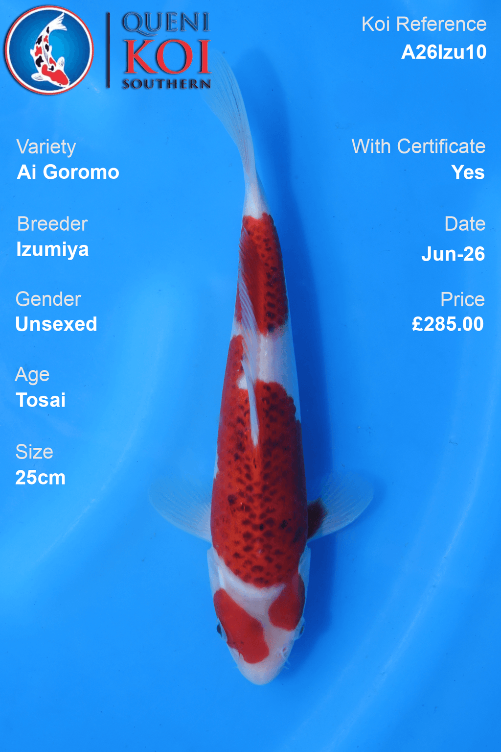 Ai Goromo -A26Izu10 25cm Unsexed Tosai by Izumiya