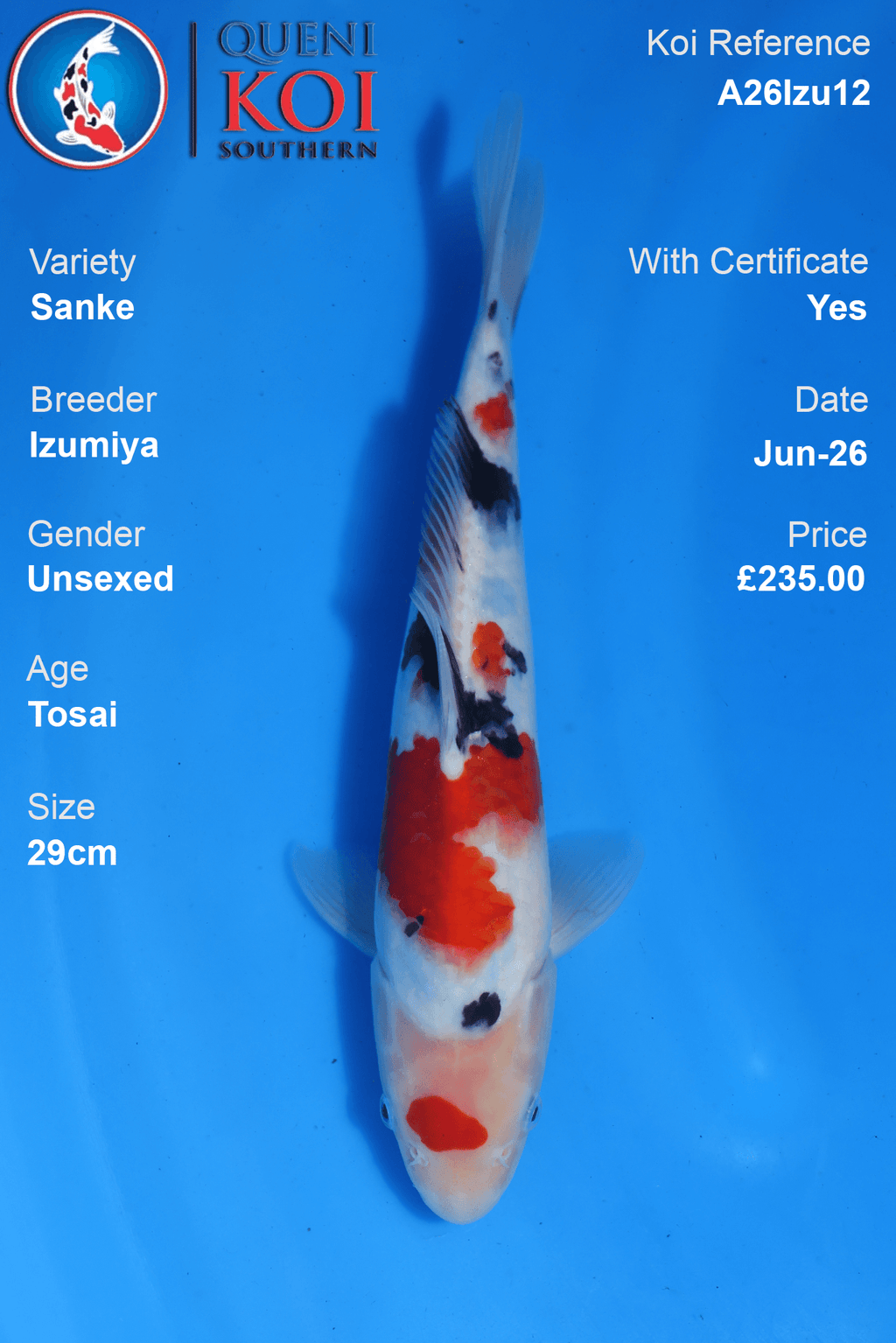 Sanke -A26Izu12 29cm Unsexed Tosai by Izumiya