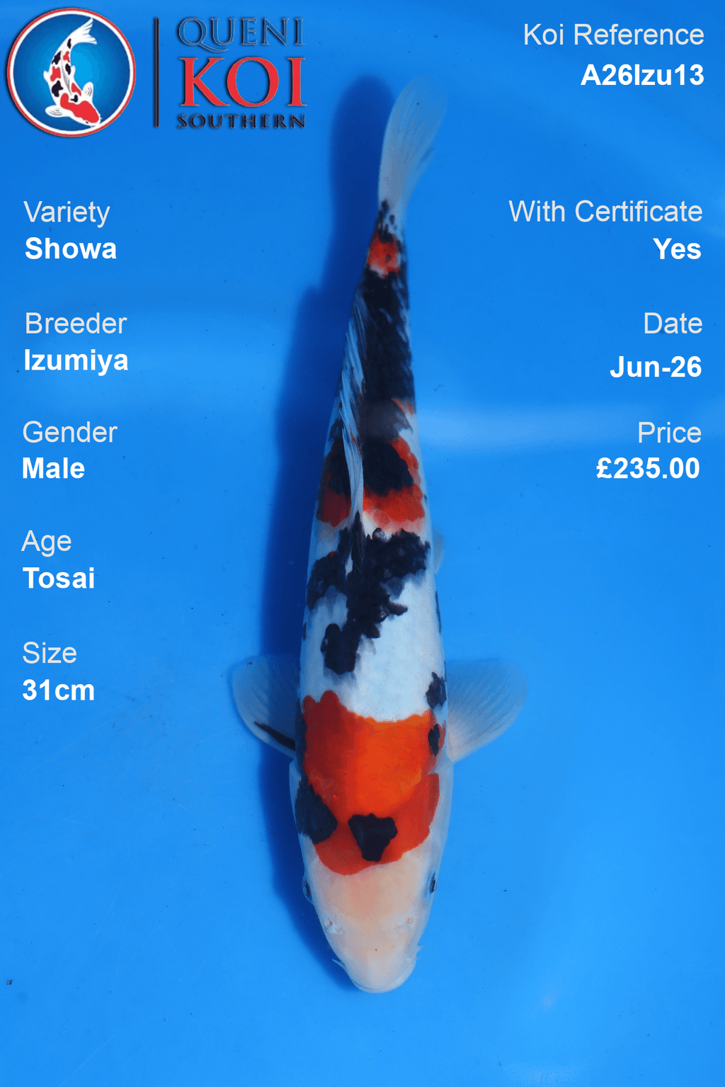 Showa -A26Izu13 31cm Male Tosai by Izumiya