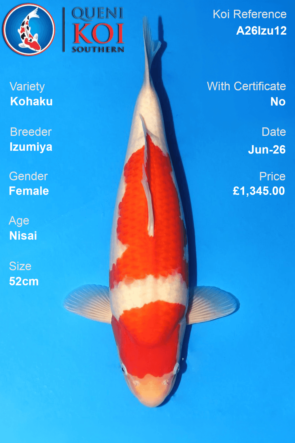 Kohaku - A26Izu12 52cm Female Nisai by Izumiya