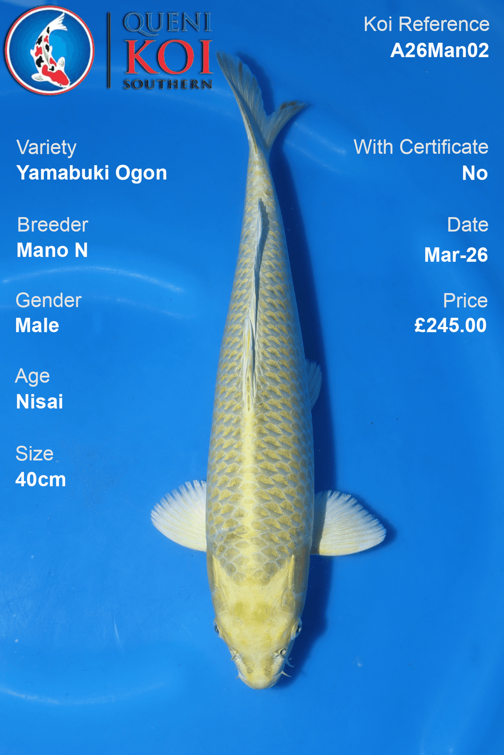 Premium Yamabuki Ogon Koi Fish A26Man02 40cm male Nisai by Mano N