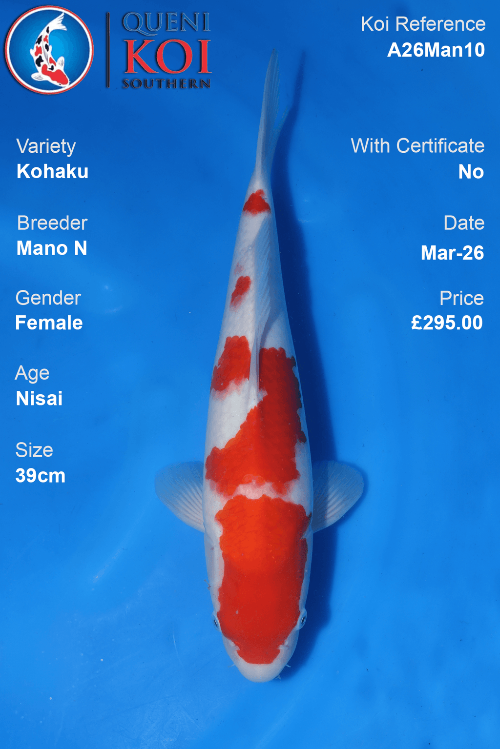 Premium Kohaku Koi Fish A26Man10 39cm female Nisai by Mano N