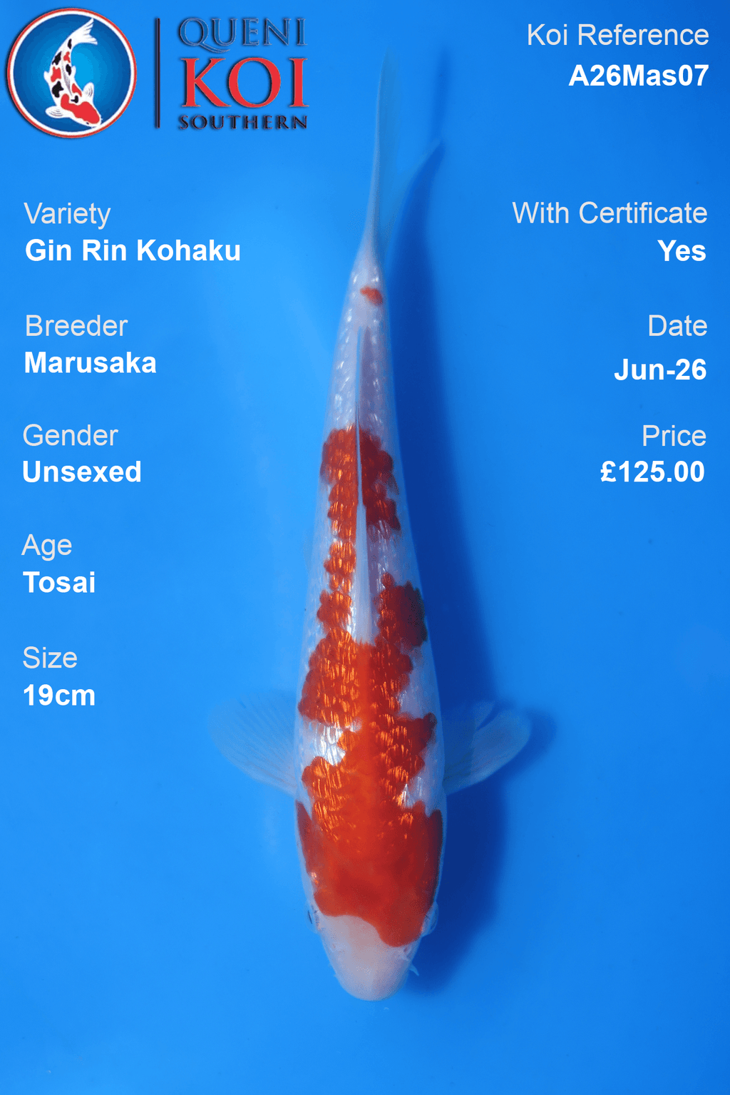 GinRin Kohaku -A26Mas07 Unsexed 19cm by Marusaka