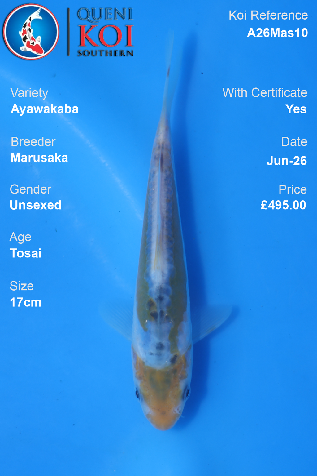 Ayawakaba -A26Mas10 Unsexed 17cm by Marusaka