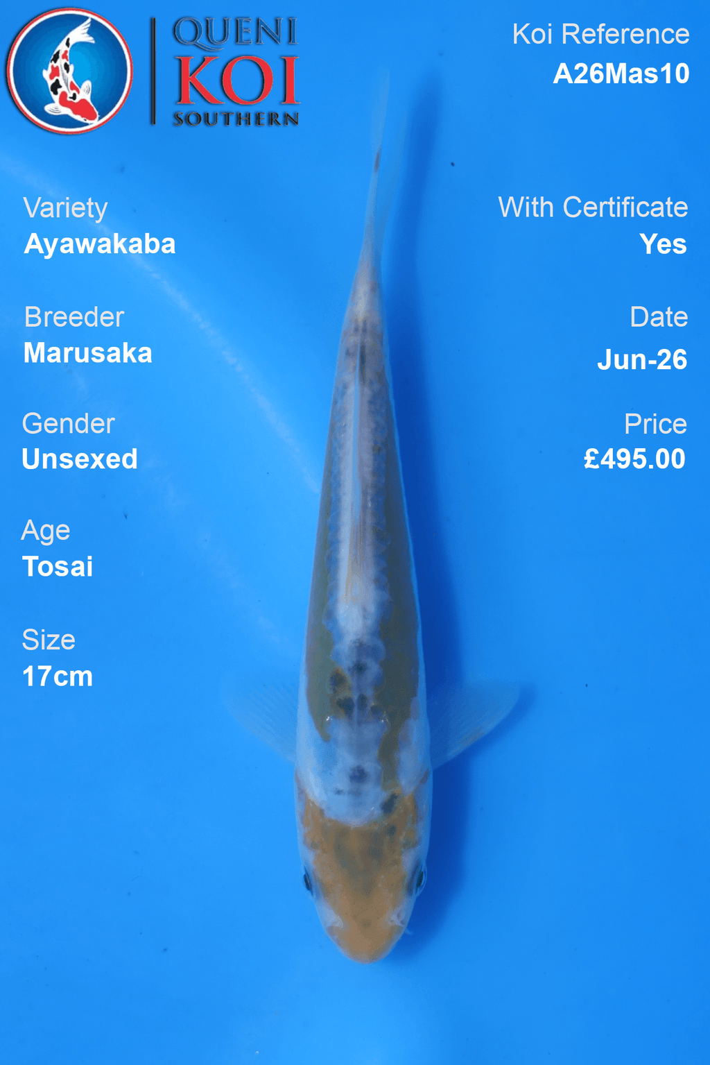 Ayawakaba -A26Mas10 Unsexed 17cm by Marusaka