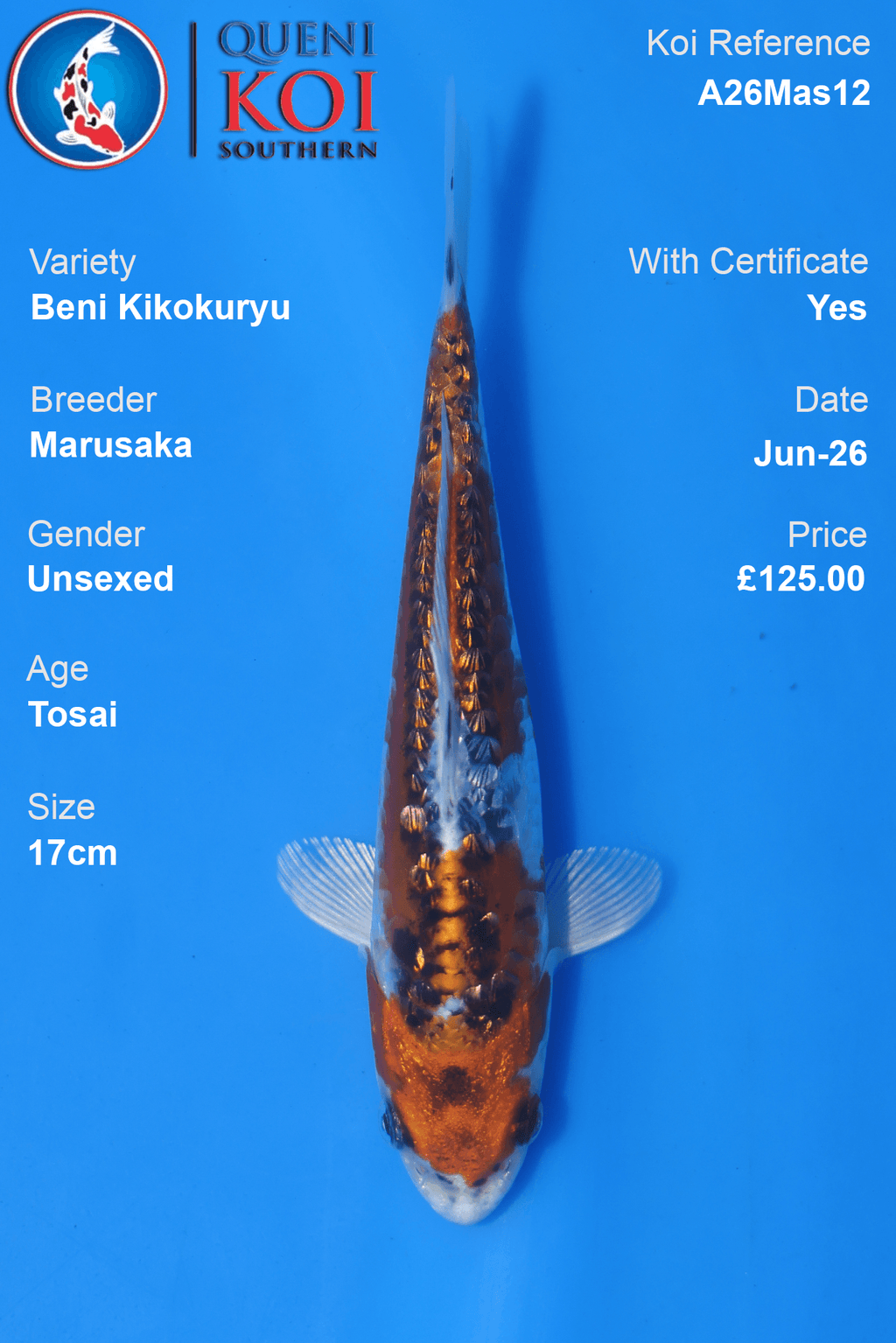 Beni Kikokuryu -A26Mas12 Unsexed 17cm by Marusaka