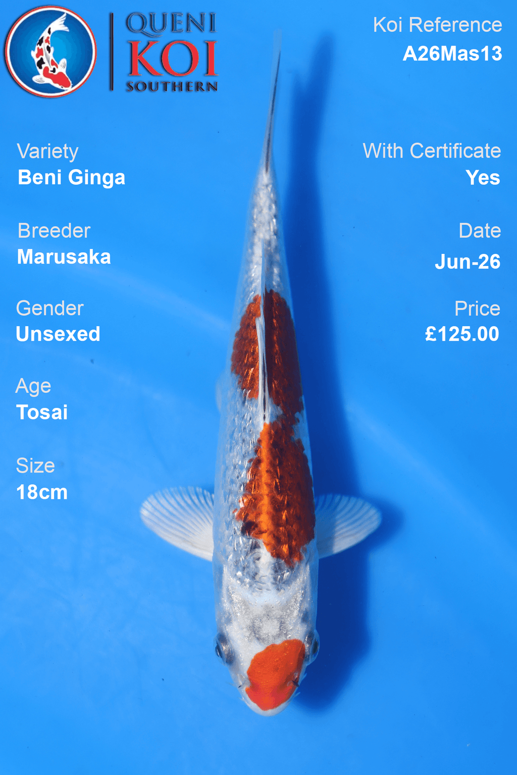 Beni Ginga -A26Mas13 Unsexed 18cm by Marusaka