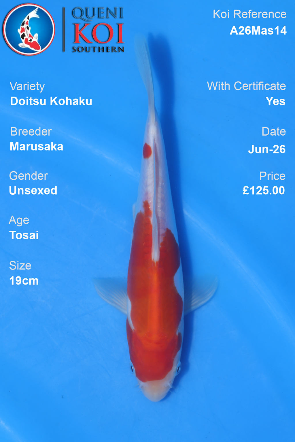 Doitsu Kohaku -A26Mas14 Unsexed 19cm by Marusaka