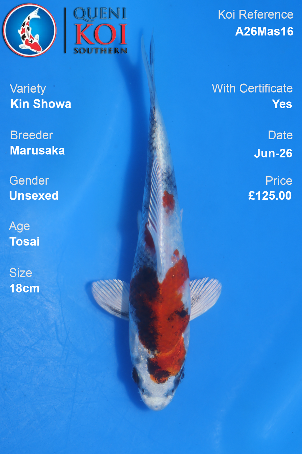 Kin Showa -A26Mas16 Unsexed 18cm by Marusaka