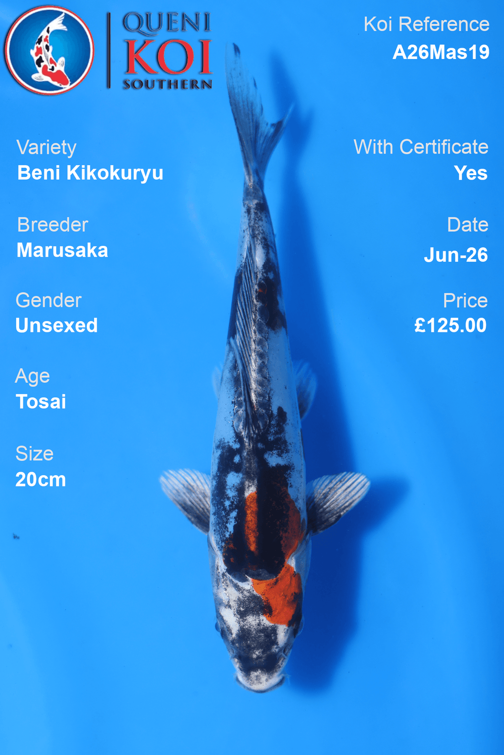 Beni Kikokuryu -A26Mas19 Unsexed 20cm by Marusaka
