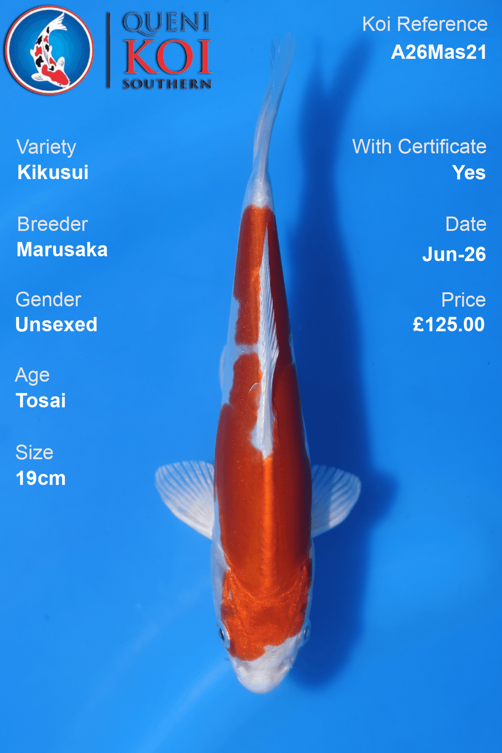Kikusui -A26Mas21 Unsexed 19cm by Marusaka