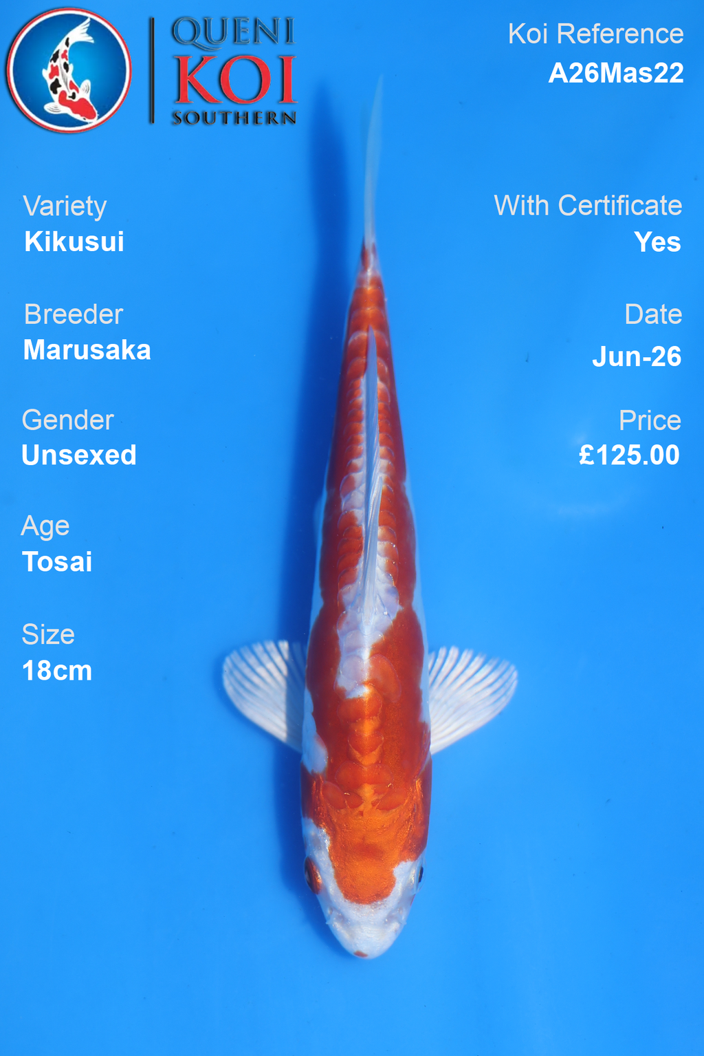 Kikusui -A26Mas22 Unsexed 18cm by Marusaka