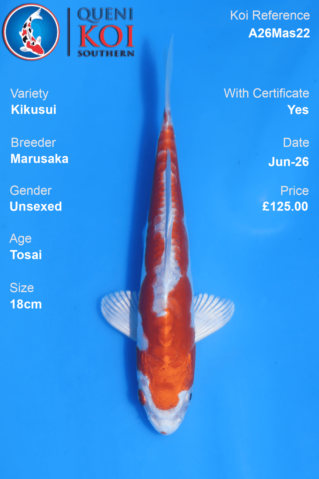 Kikusui -A26Mas22 Unsexed 18cm by Marusaka
