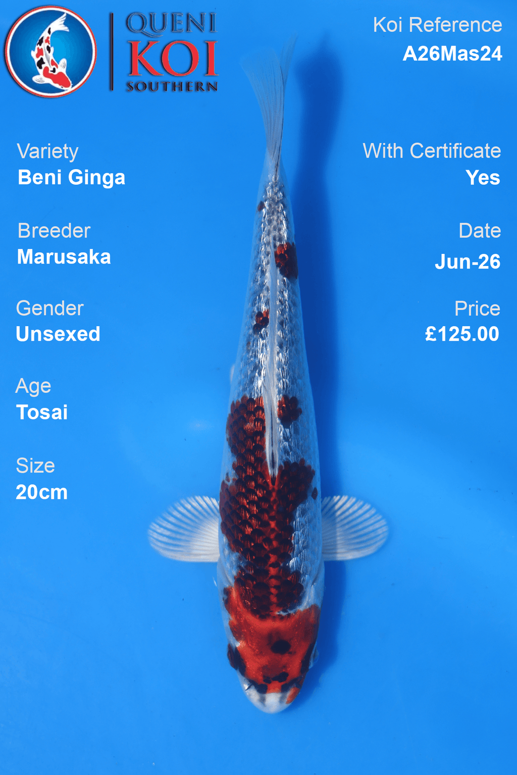 Beni Ginga -A26Mas24 Unsexed 20cm by Marusaka