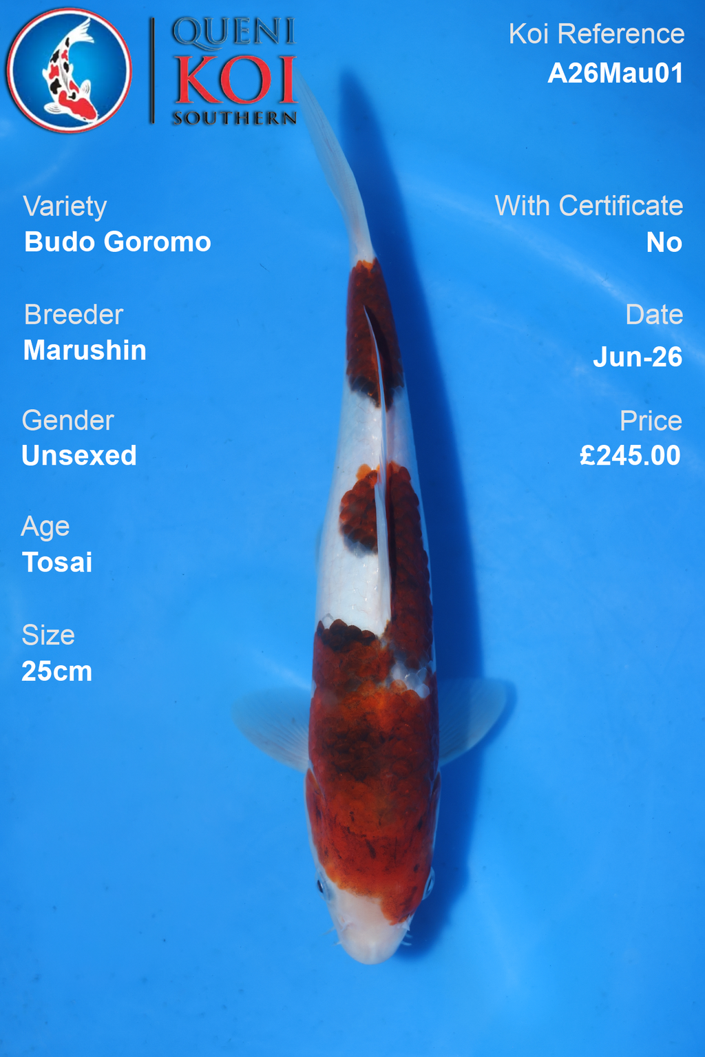 Budo Goromo - A26Mau01 Unsexed 25cm by Marushin