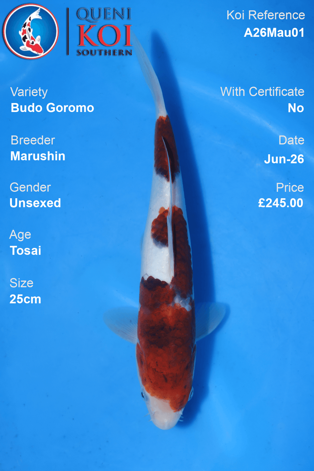 Budo Goromo - A26Mau01 Unsexed 25cm by Marushin