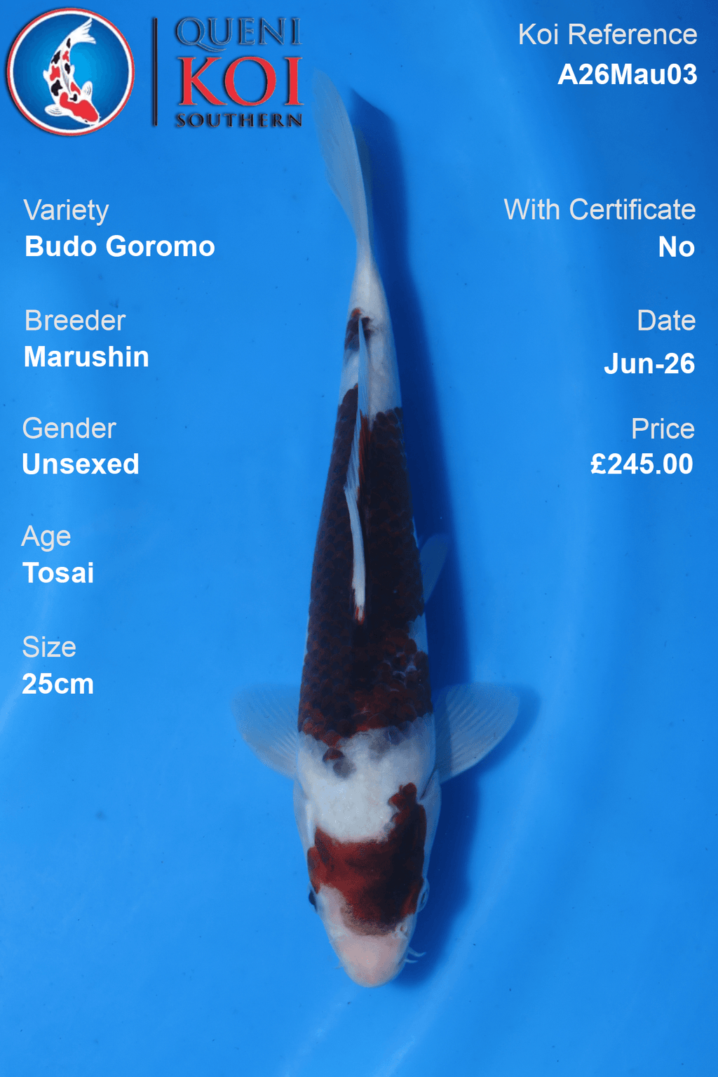Budo Goromo - A26Mau03 Unsexed 25cm by Marushin