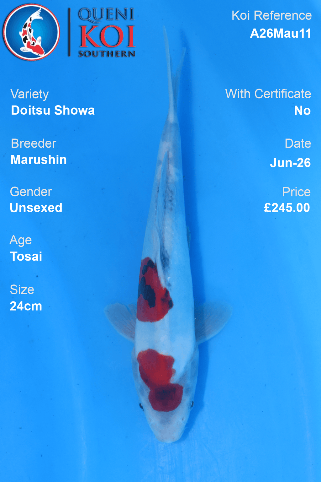 Doitsu Showa - A26Mau11 Unsexed 24cm by Marushin