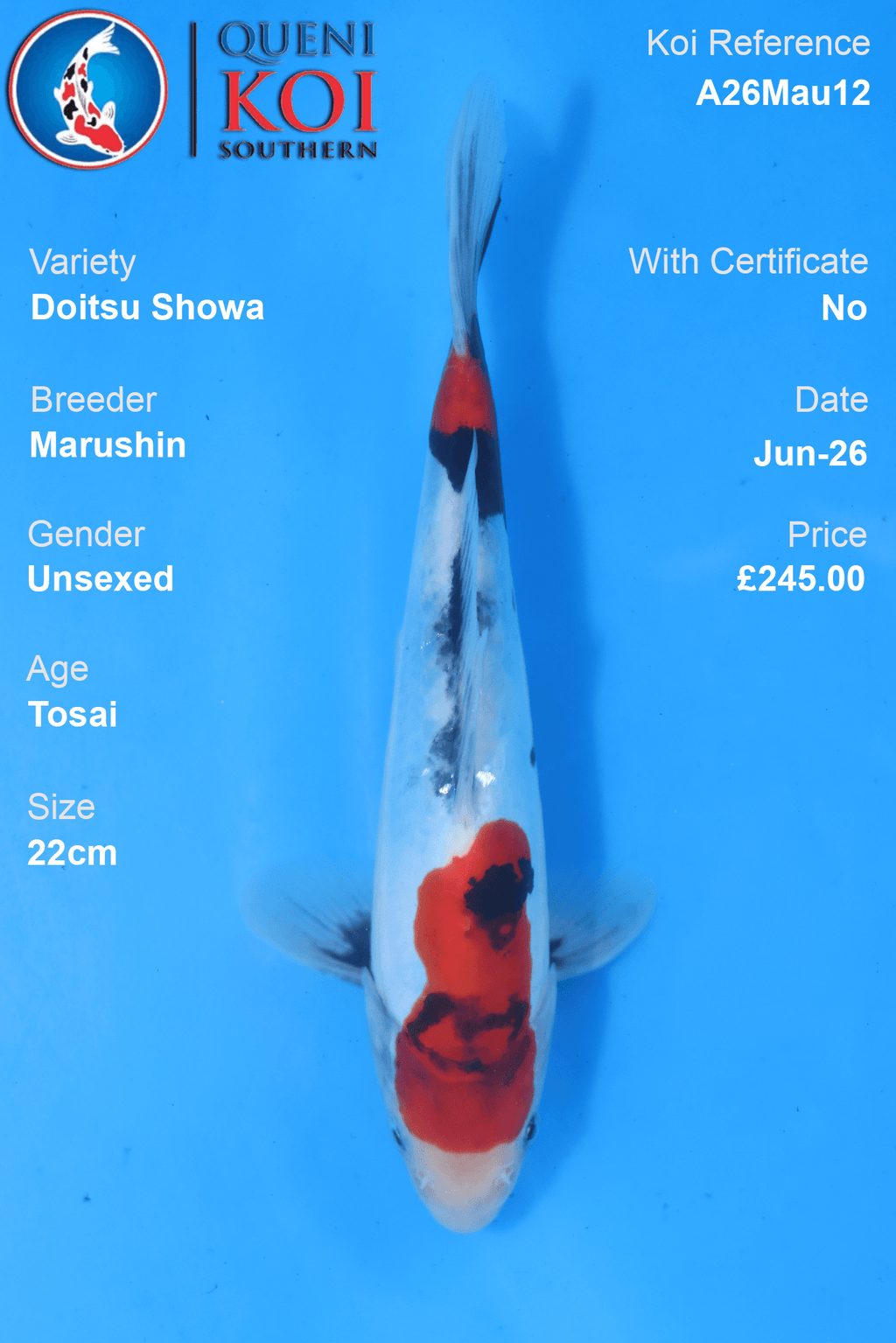 Doitsu Showa - A26Mau12 Unsexed 22cm by Marushin