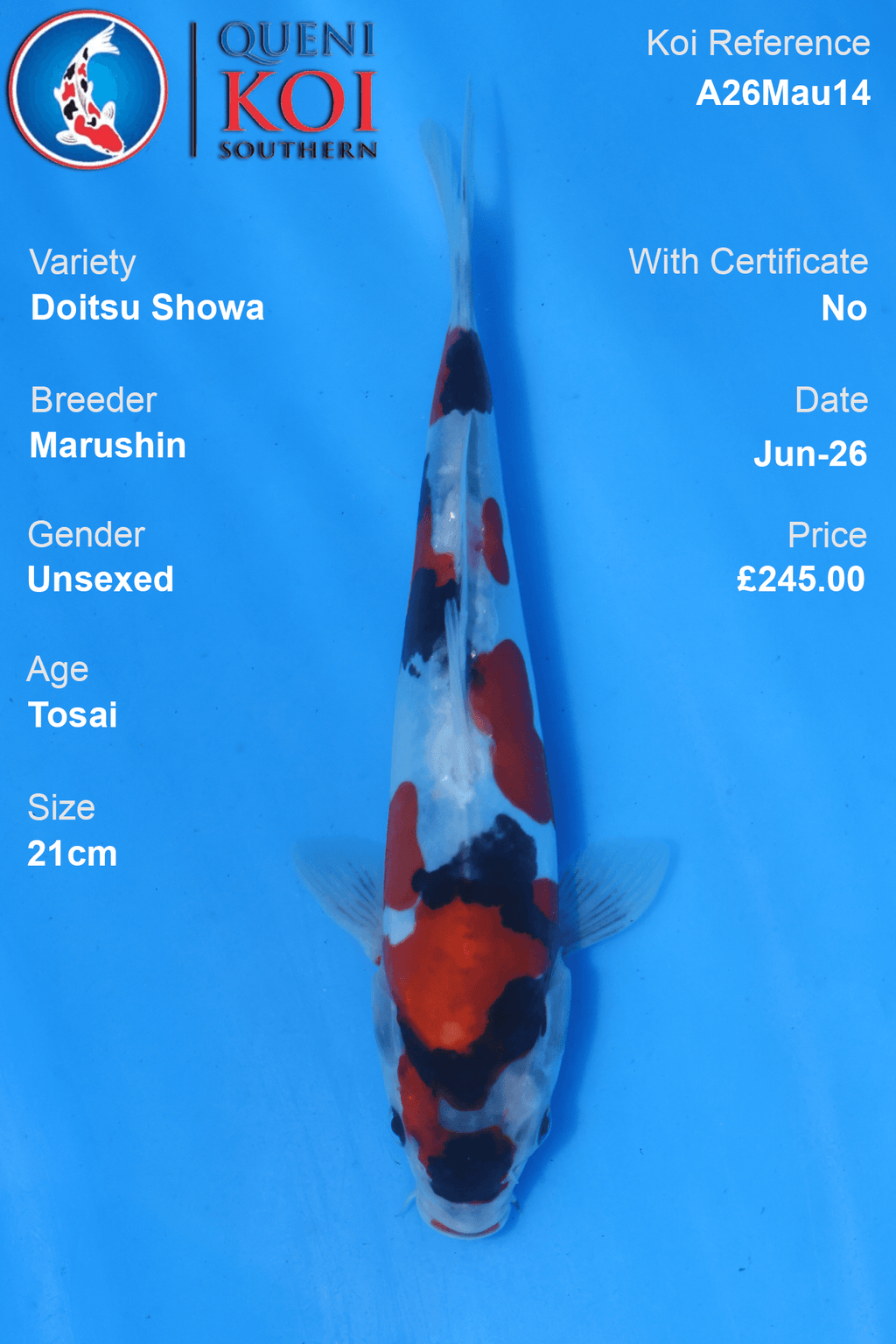 Doitsu Showa - A26Mau14 Unsexed 21cm by Marushin