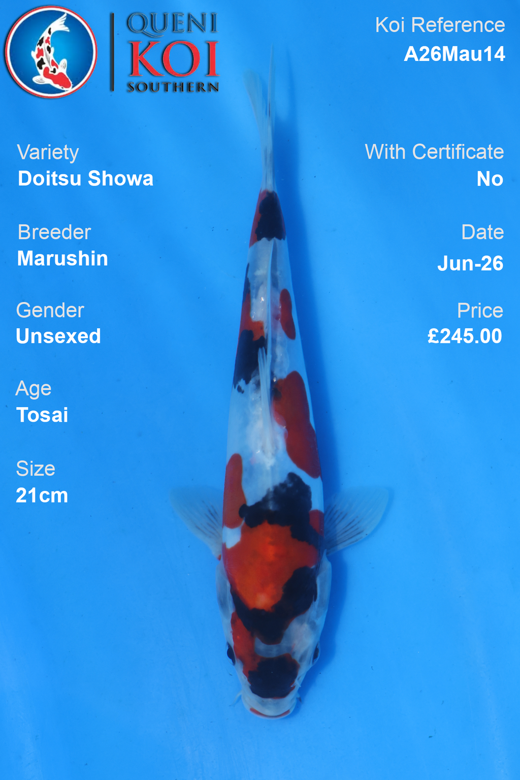 Doitsu Showa - A26Mau15 Unsexed 24cm by Marushin