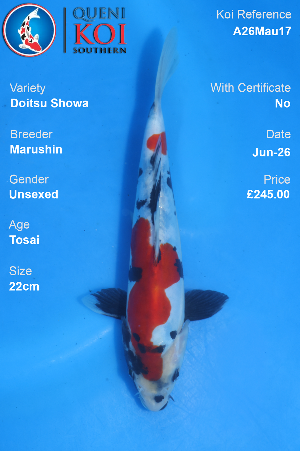 Doitsu Showa - A26Mau17 Unsexed 22cm by Marushin