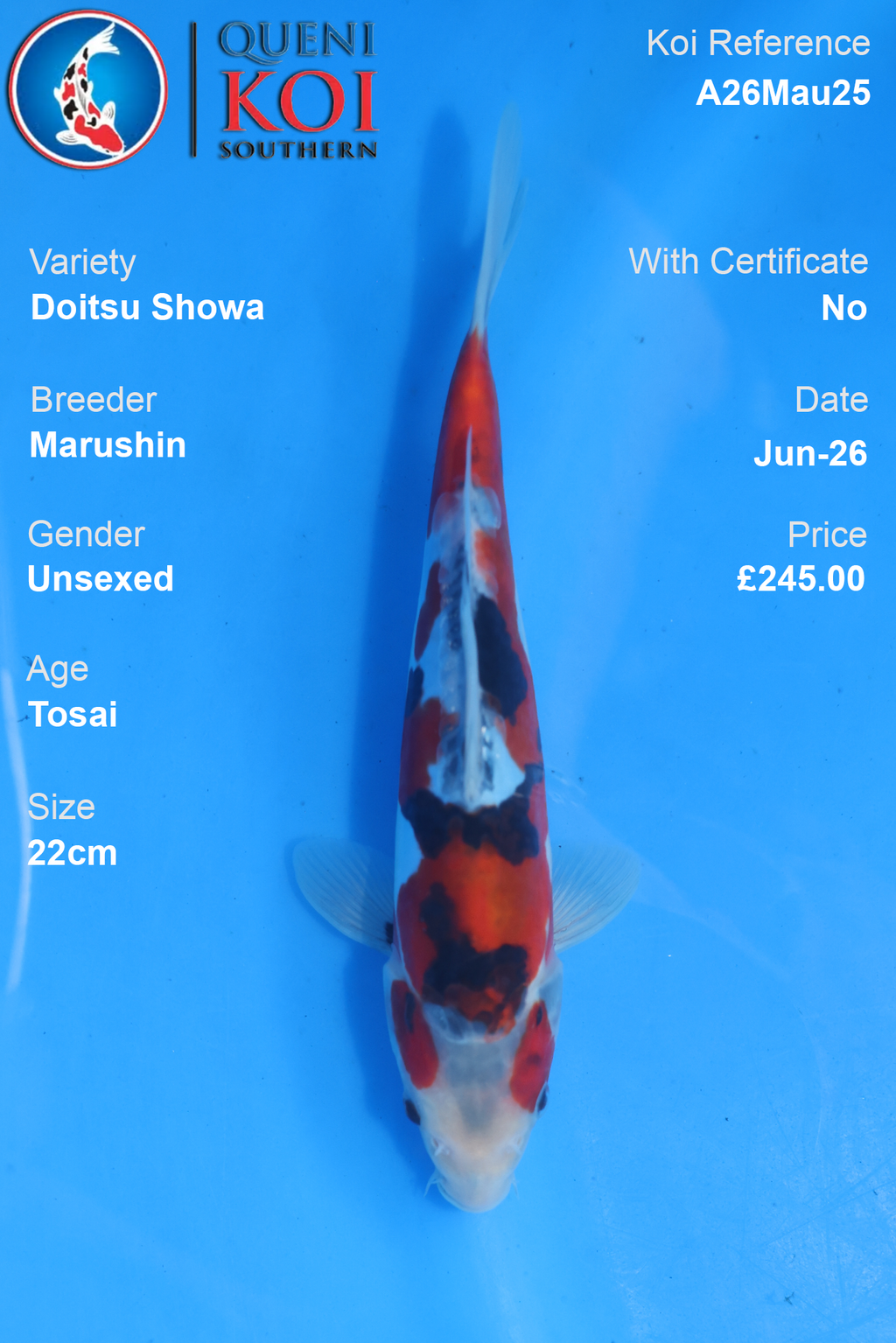Doitsu Showa - A26Mau25 Unsexed 24cm by Marushin