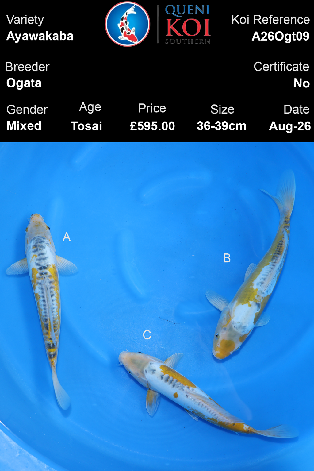 Ayawakaba by Ogata - A26Ogt09