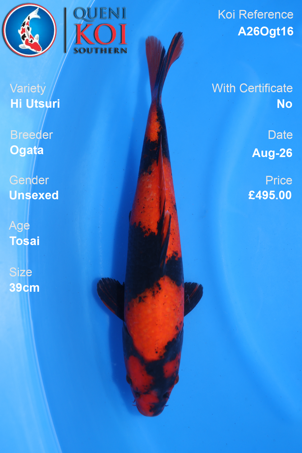 Hi Utsuri by Ogata - Tosai - 39cm - A26Ogt16