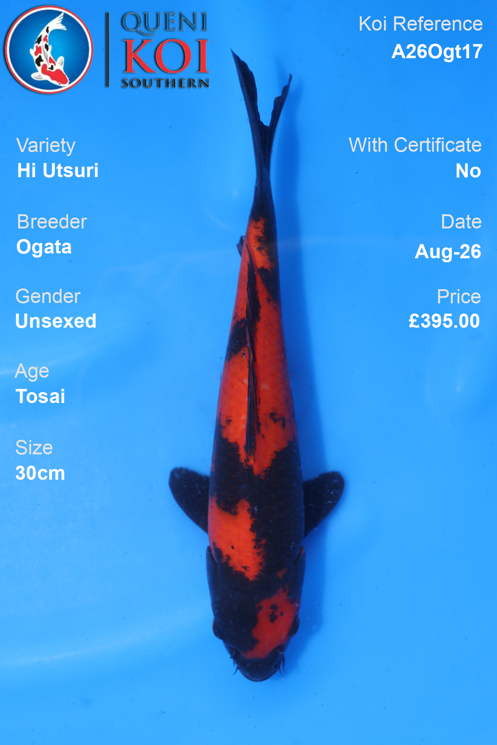 Hi Utsuri by Ogata - Tosai - 30cm - A26Ogt17