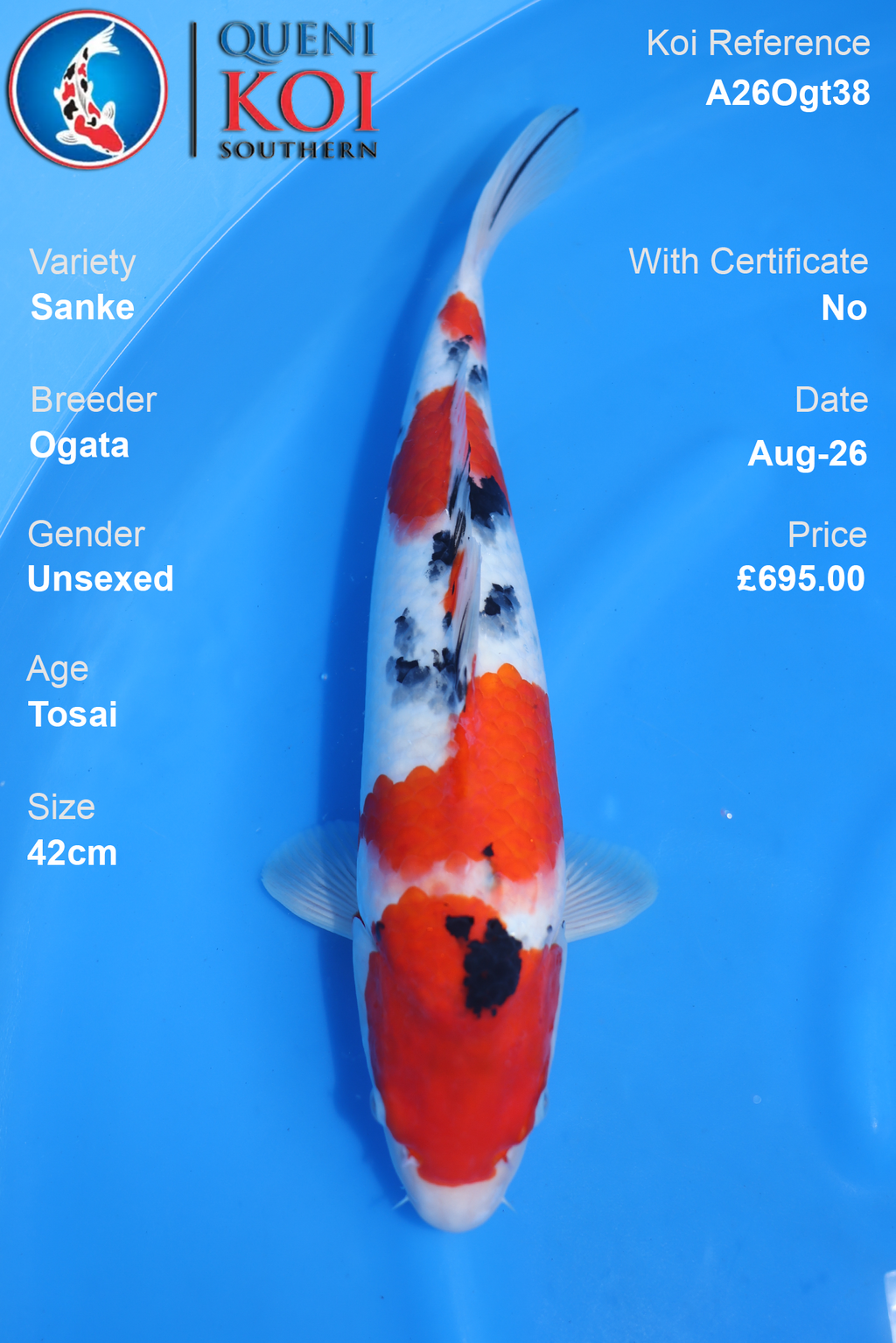Sanke by Ogata - Tosai - 42cm - A26Ogt38