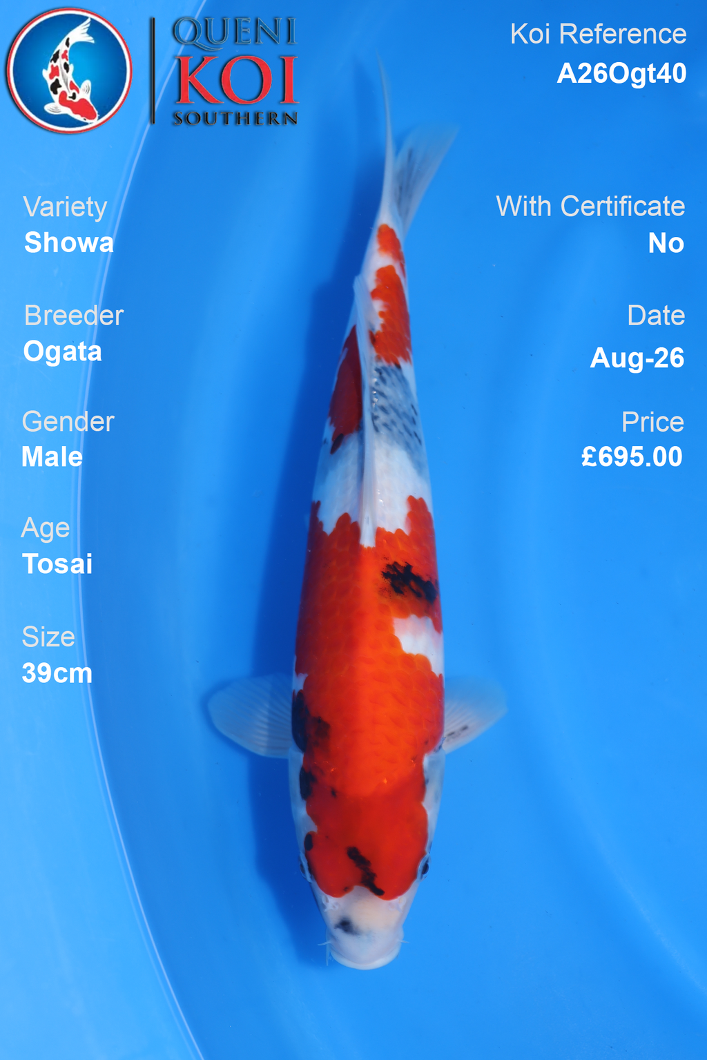 Showa by Ogata - Tosai - 39cm - A26Ogt40