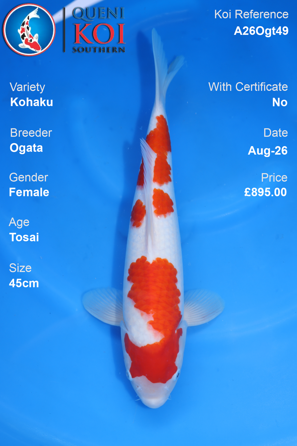 Kohaku by Ogata - Tosai - 45cm - A26Ogt49