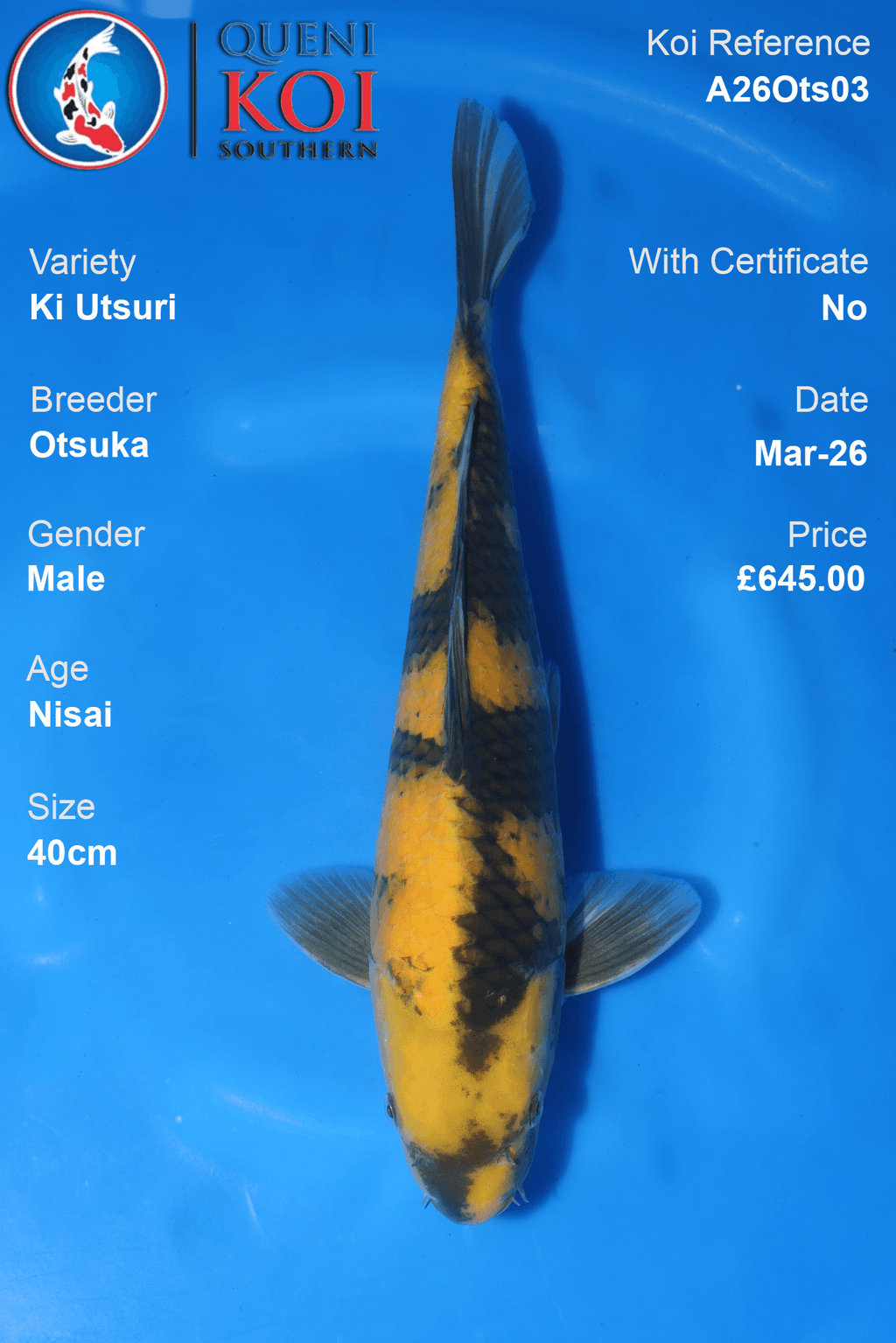 Male Ki Utsuri Koi 40cm from Otsuka, Nisai Japanese koi reference A26Ots03