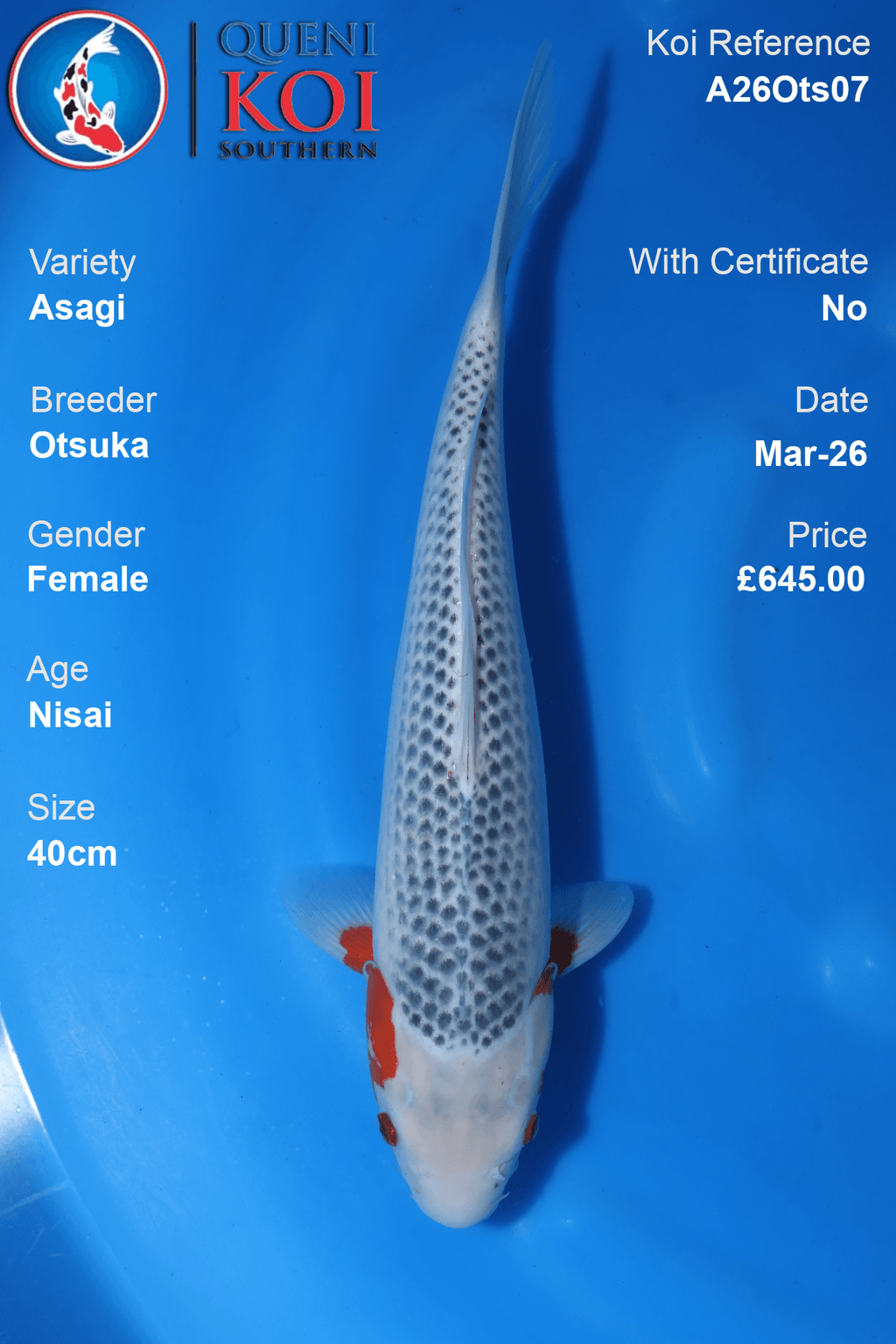 Female Asagi koi 40cm from Otsuka, Nisai Japanese koi reference A26Ots07
